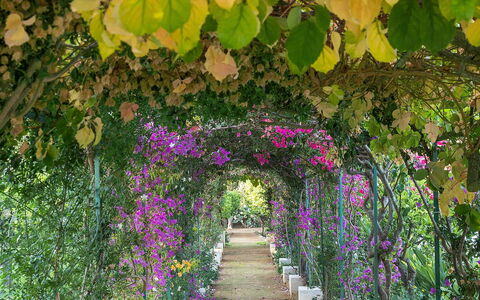 The Flower Garden: Fleur, Vert, Arbuste, Jardin, Printemps, Pétale, Plante À Fleurs, Jardin Botanique, Floristique, Pergola