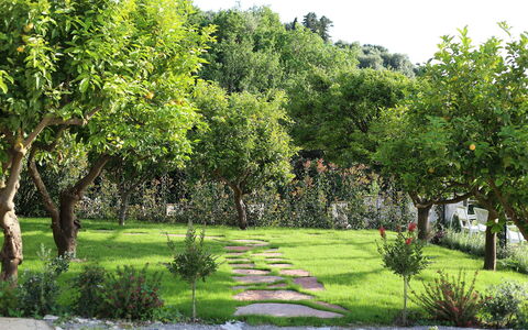 Mermaid Villa: Feuille, Arbuste, Jardin, Printemps, Suppression Des Plantes Ligneuses, Pelouse, Ombre, Cour, Arrière-Cour