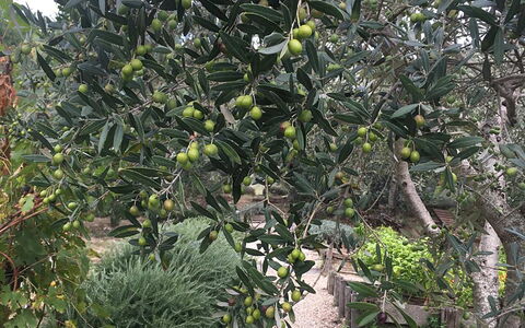 Borgo di San Biagio: Produire, Fruit, Ingrédient, Suppression Des Plantes Ligneuses, Aliments, Aliments Naturels, Plantation