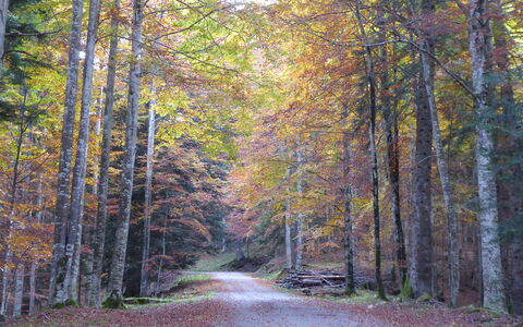 La Casetta dei Palù, Valdobbiadene: Feuille, Branche, Arbre, La Nature, Environnement Naturel, Bois, Route, Forêt, Paysage Naturel, Végétation