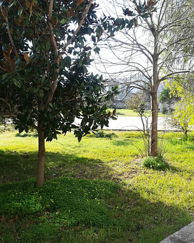 Noemi'S House in Otranto: Feuille, Branche, Arbuste, Jardin, Tronc, Suppression Des Plantes Ligneuses, Pelouse, Ombre, Aménagement Paysager, Cour