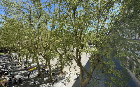 Casa Anna 13: Branche, Feuille, Arbre, Brindille, Tronc, Printemps, Suppression Des Plantes Ligneuses, Ombre