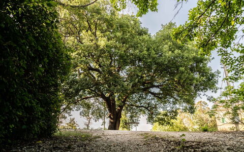 Villa Checco: Feuille, Branche, Arbre, La Nature, Vert, Environnement Naturel, Végétation, Brindille, Tronc, Ombre