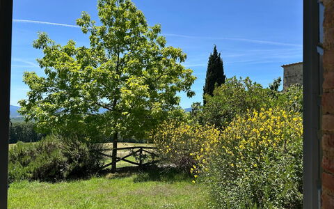 Casa Stella Serena, Casole D'Elsa, Pool: Vert, Feuille, Végétation, Arbuste, Communauté Des Plantes, Suppression Des Plantes Ligneuses, Jardin, Ombre, Aménagement Paysager, Plantation