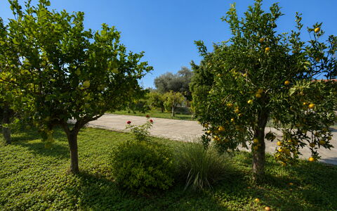 Villa Mameli: Fruit, Jardin, Suppression Des Plantes Ligneuses, Plantation, Orange