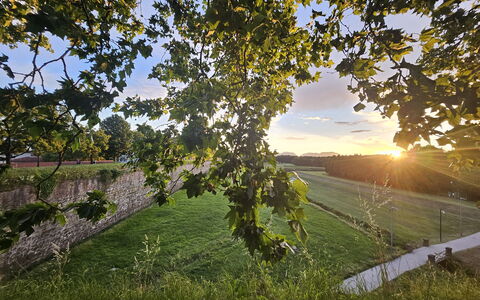 Alle Gardenie: Vert, Feuille, La Nature, Jaune, Été, Paysage, Lumière Du Soleil, Matin, Champ, Brindille