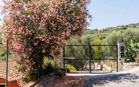 Orto di Silvia: Fleur, Arbuste, Rose, Printemps, Jardin, Clôture, Famille Rose, Fleur
