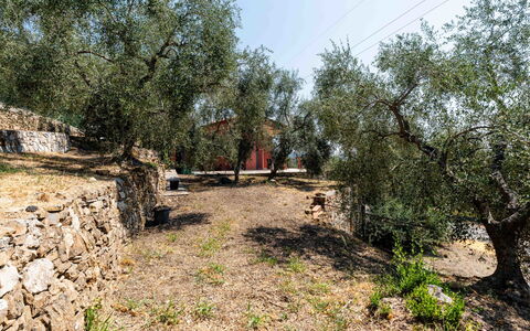 Orto di Silvia: Arbre, Feuille, Branche, Tronc, Sol, Suppression Des Plantes Ligneuses, Aménagement Paysager, Piste, Arrière-Cour