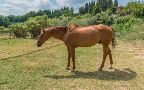 Casa Elia 6: Cheval, Herbe, Oseille, Prairie, Pâturage, Paysage, Écorégion