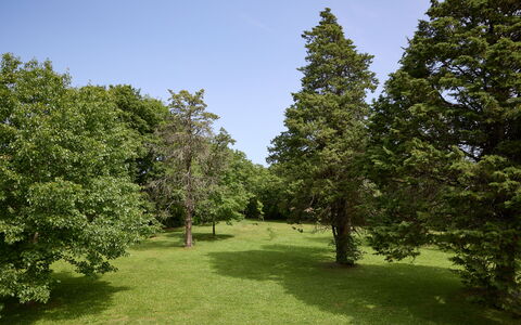 Casa Mancini, Holiday Villa, San Galgano: Arbre, Feuille, Herbe, Environnement Naturel, Branche, Végétation, Arbuste, Prairie, Plaine, Communauté Des Plantes