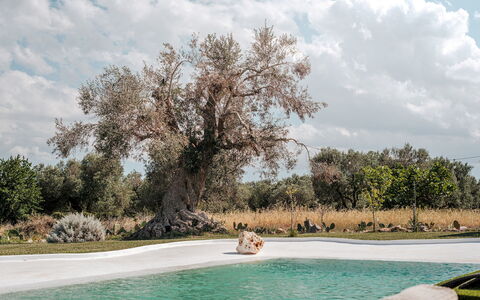 White Stone House 6+1: Branche, Tronc, Jardin, Brindille, Pelouse, Parc, Aménagement Paysager