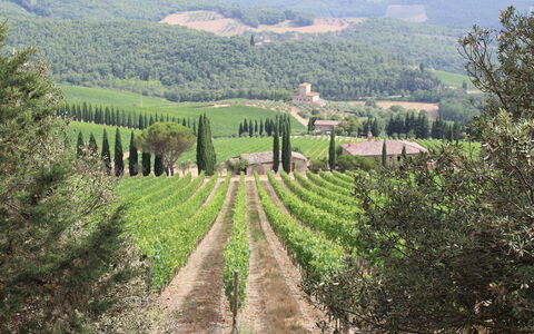 Marangole 12: Paysage Naturel, Colline, Paysage, Plantation, Montagnes, Agriculture, Zone Rurale, Communauté Des Plantes, Station De Montagne, Lot Terre