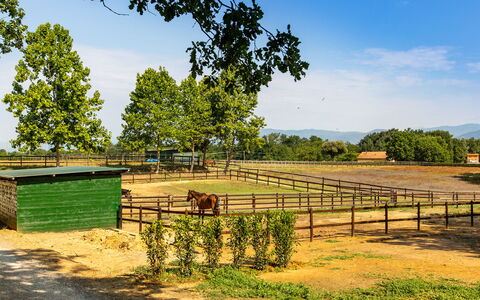 Villa Elisa 16: Paysage, Zone Rurale, Clôture, Pâturage, Ranch, Ombre, Champ, Ferme, Parc