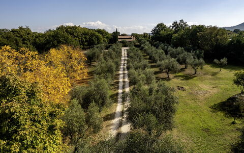 Villa Sparta 8+2: Arbre, Feuille, Herbe, La Nature, Végétation, Arbuste, Plaine, Lot Terre, Zone Rurale, Lumière Du Soleil