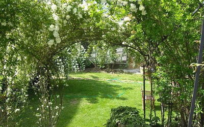 Roses de mai dans le jardin