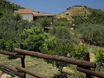 La Collina Degli Ulivi