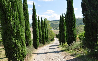 Le Querce Di Campocane