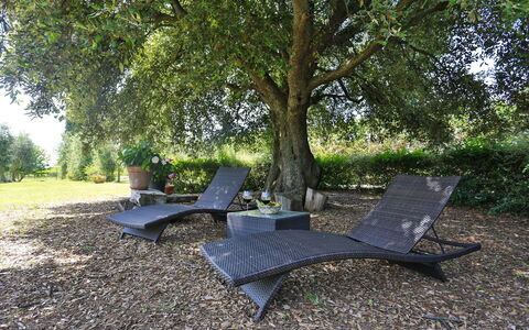 Villa Lorian: Arbre, Meubles, Feuille, Herbe, Parc D'État, Table, Mobilier De Jardin, Plante, Cour, Des Loisirs